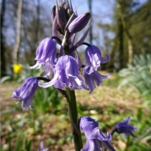 bluebell