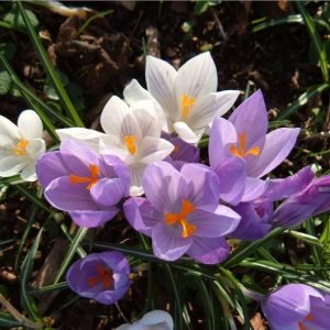 crocuses wdh