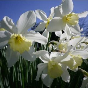 daffodils