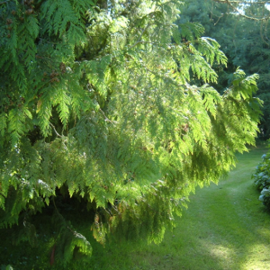 garden-6