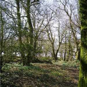 garden woodland