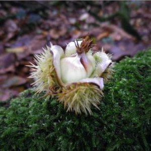 sweet chestnut